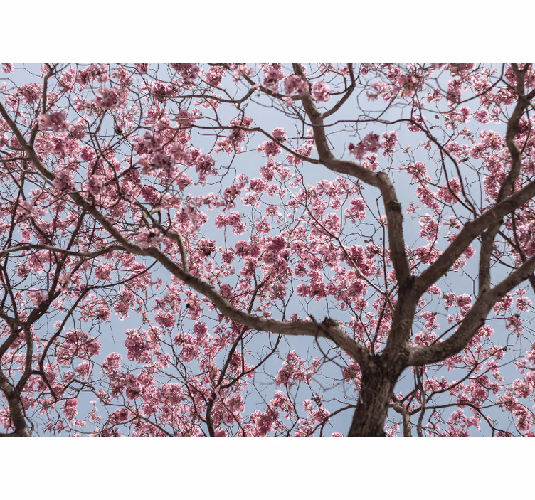 Kitchen roller blind with beautiful pink cherry blossoms - TenStickers