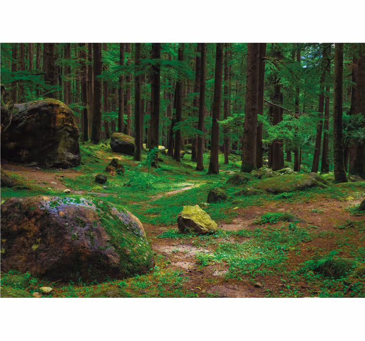 Living room roller blind green forest with trees - TenStickers
