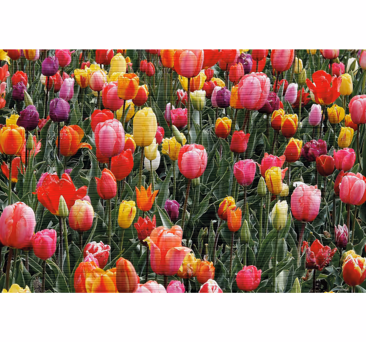 Living room roller blind with tulips in a field - TenStickers