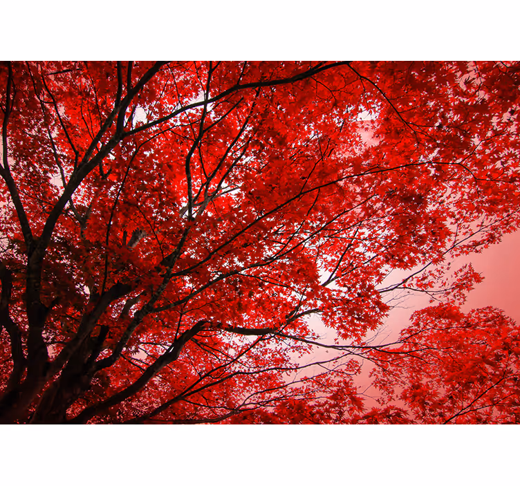 Red roller blind with red branches design - TenStickers