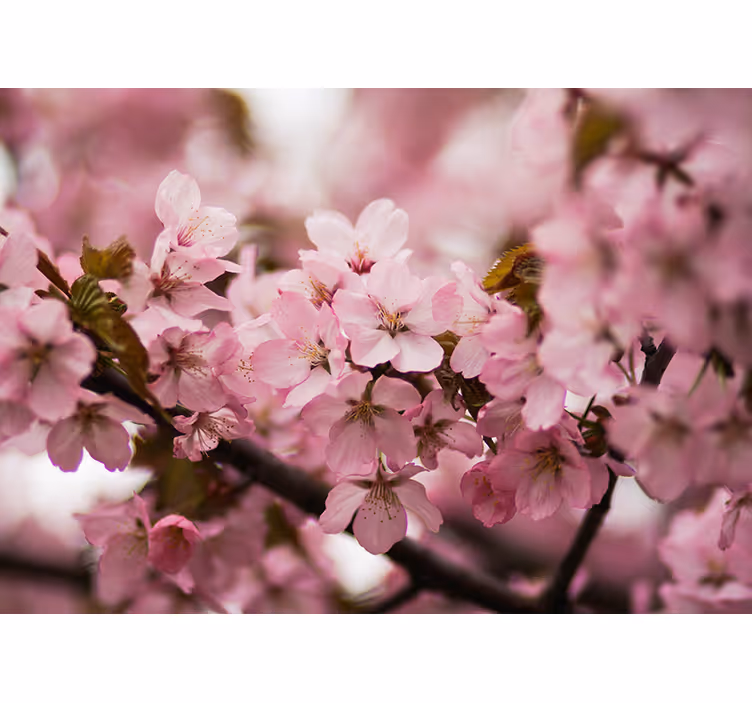 Pink roller blind pink cherry blossom design - TenStickers