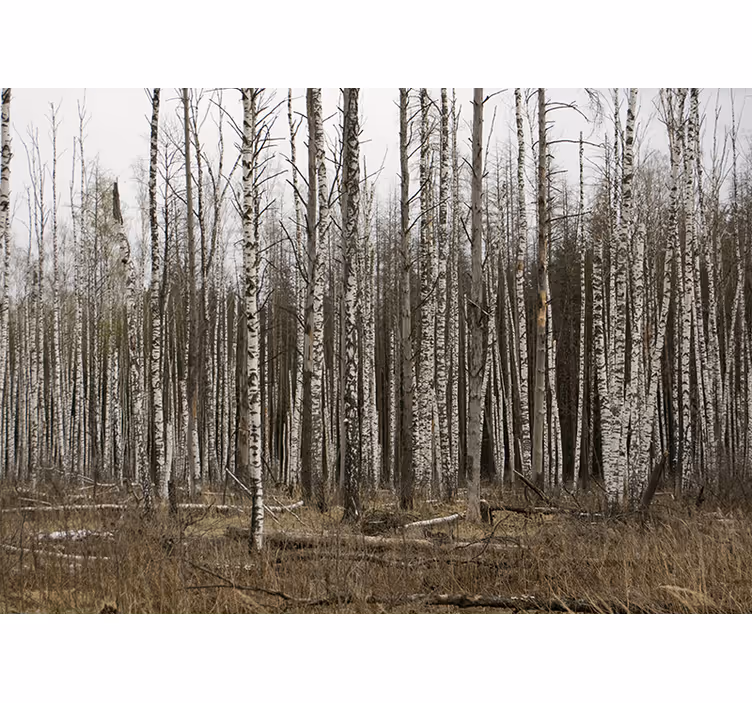 Living room roller blind gray birch forest - TenStickers