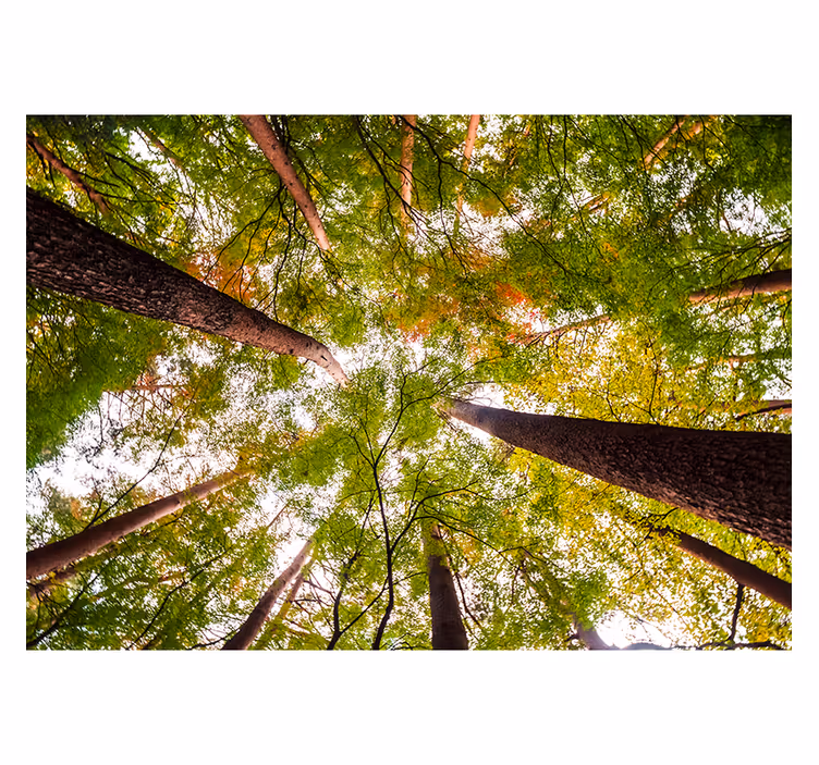 Living room roller blind big trees in woodland - TenStickers