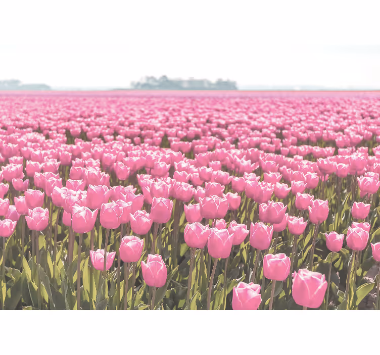 Living room roller blind different pink tulip field - TenStickers