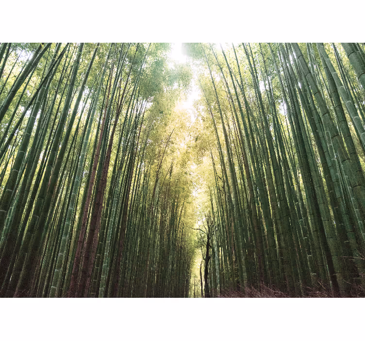 Living room roller blind bamboo forest serenity - TenStickers