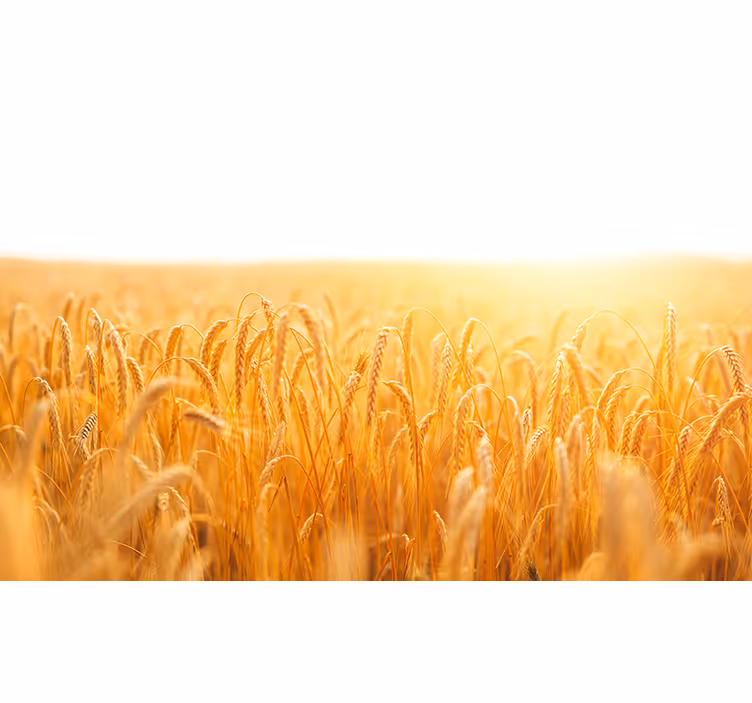 Living room roller blind in wheat field tones - TenStickers