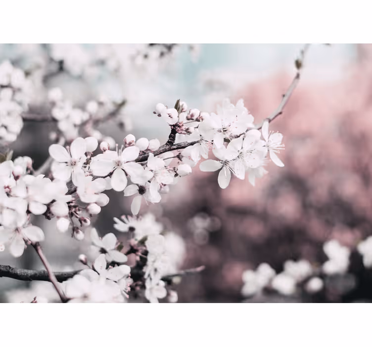 Living room roller blind with elegant white cherry blossoms - TenStickers