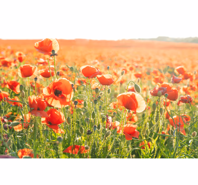 Living room roller blind red poppies in sunshine - TenStickers