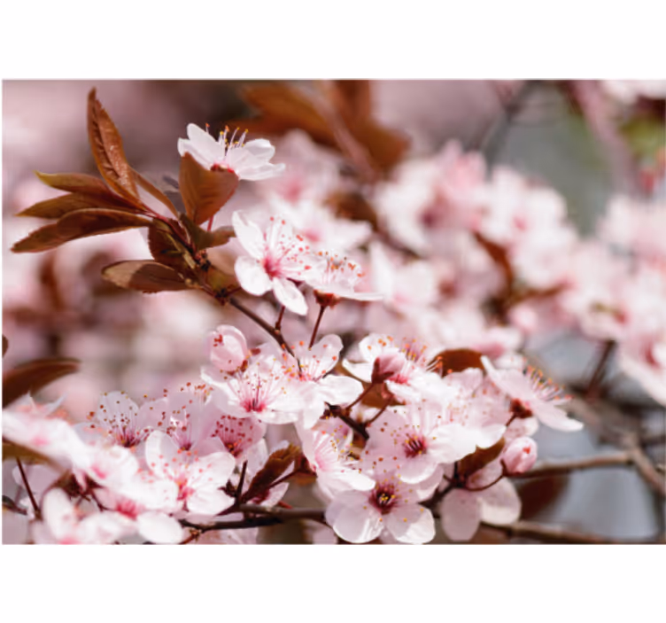 Living room roller blind cherry blossoms - TenStickers
