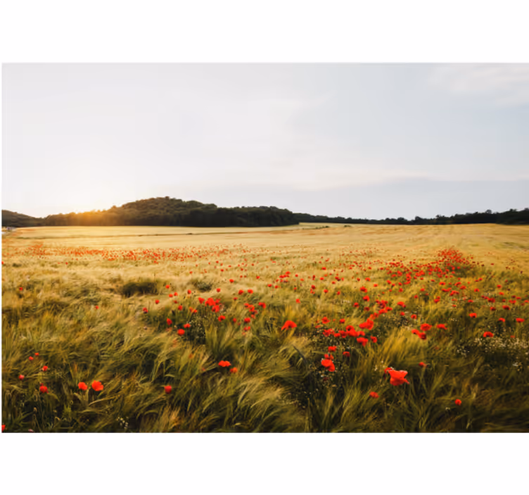 Living room roller blind moonlit field at sunset - TenStickers