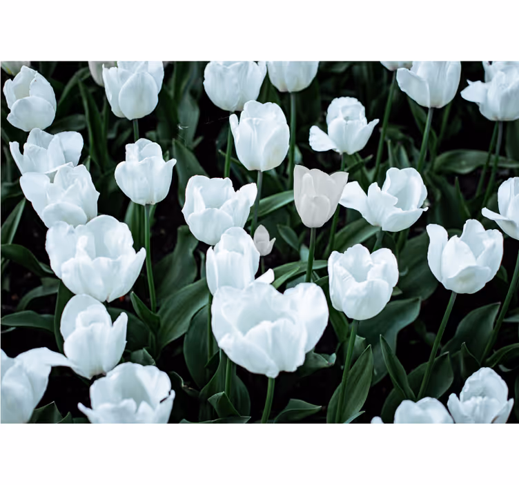 Living room roller blind white tulips - TenStickers