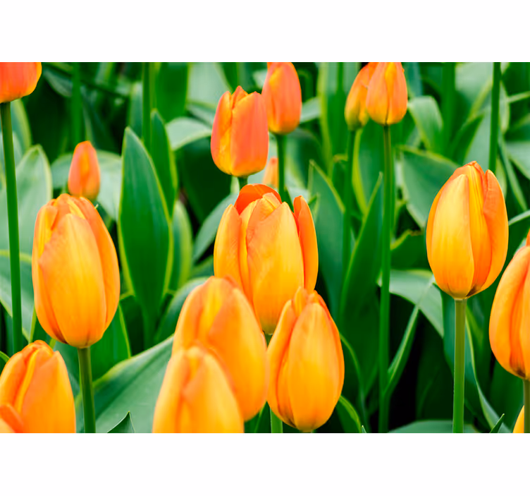 Living room roller blind orange tulip flowers - TenStickers