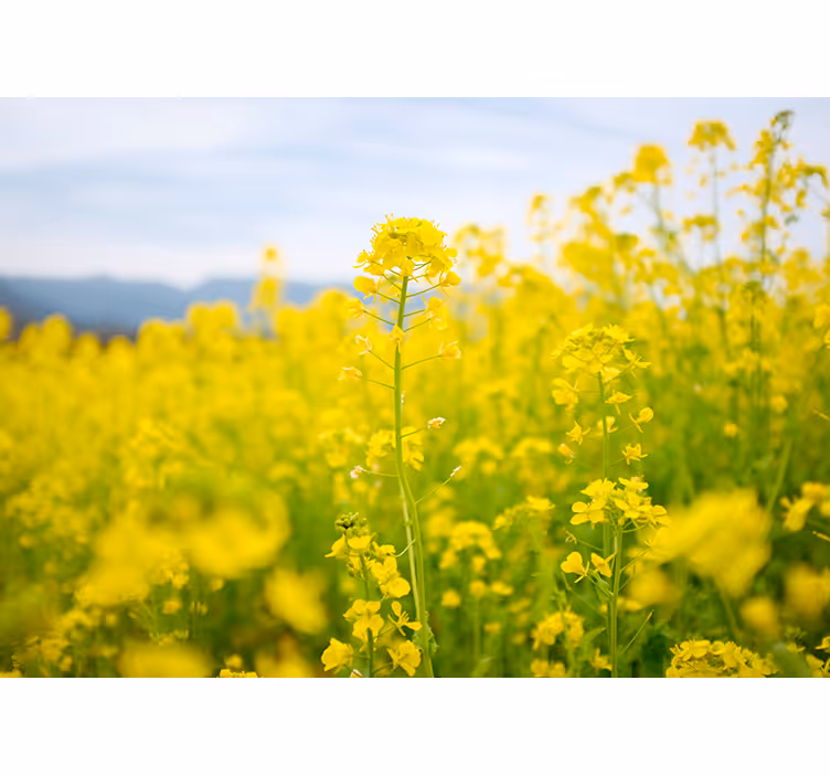 Living room roller blind with yellow flower field - TenStickers