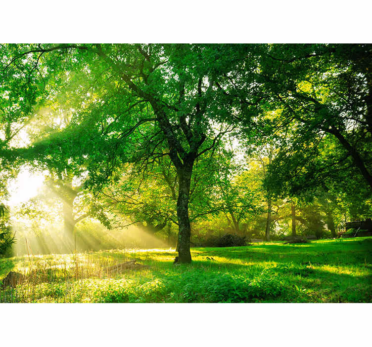 Living room roller blind in green forest light - TenStickers