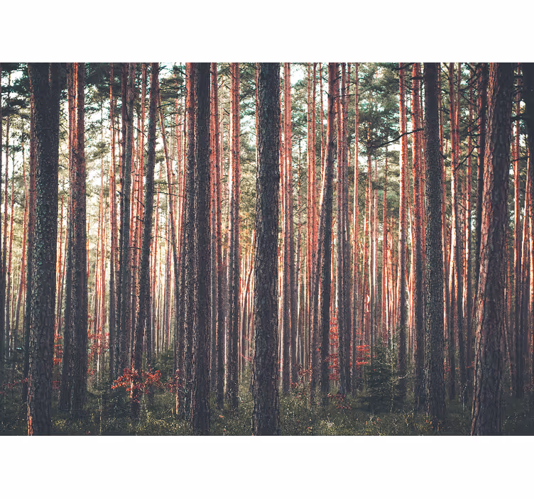 Living room roller blind deep forest tree landscape - TenStickers