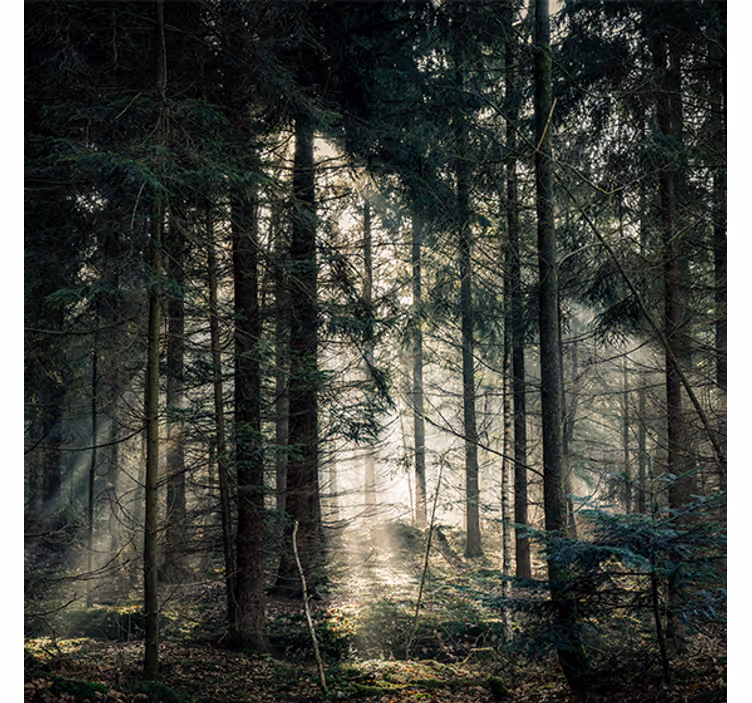 Living room roller blind nature forest day dark tones - TenStickers