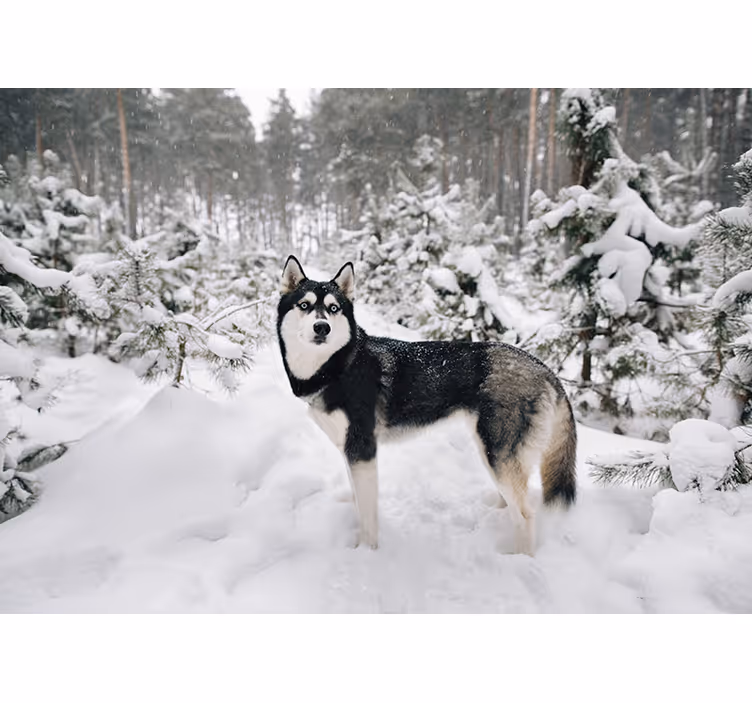 White roller blind winter forest with husky dog - TenStickers