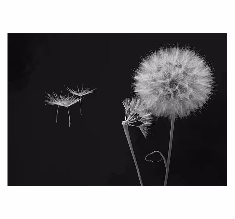 Grey roller blind dandelion head wall mural - TenStickers