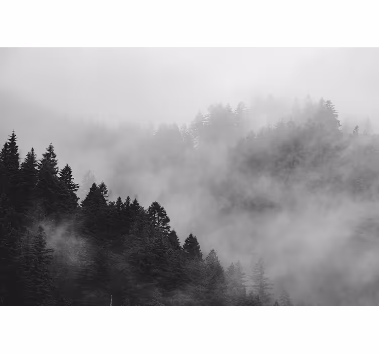 Grey roller blind black and white misty forest - TenStickers