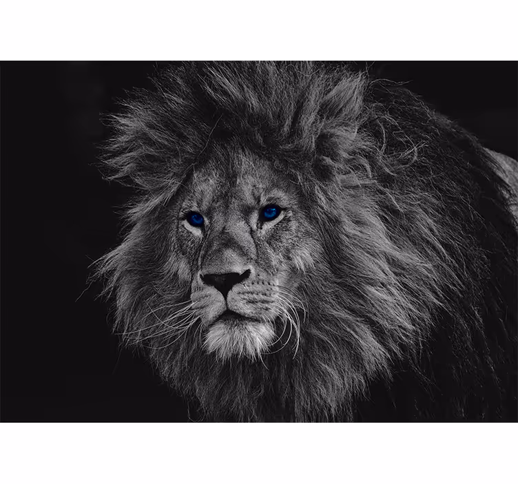 Grey roller blind blue-eyed lion - TenStickers