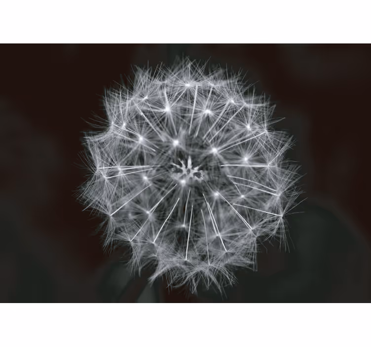 Grey roller blind dandelion flower grey - TenStickers