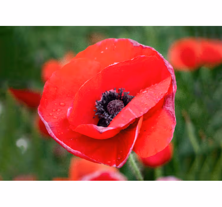 Bedroom roller blind big red poppy field sunny - TenStickers