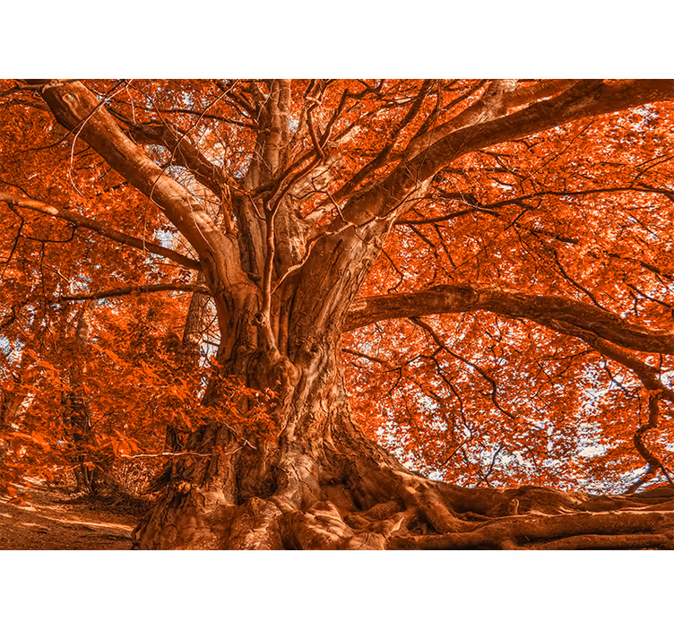 Bedroom roller blind big beautiful autumn tree - TenStickers