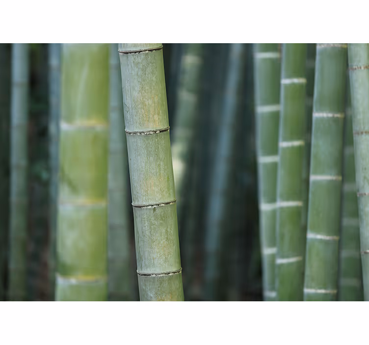 Bedroom roller blind in forest bamboo canes - TenStickers