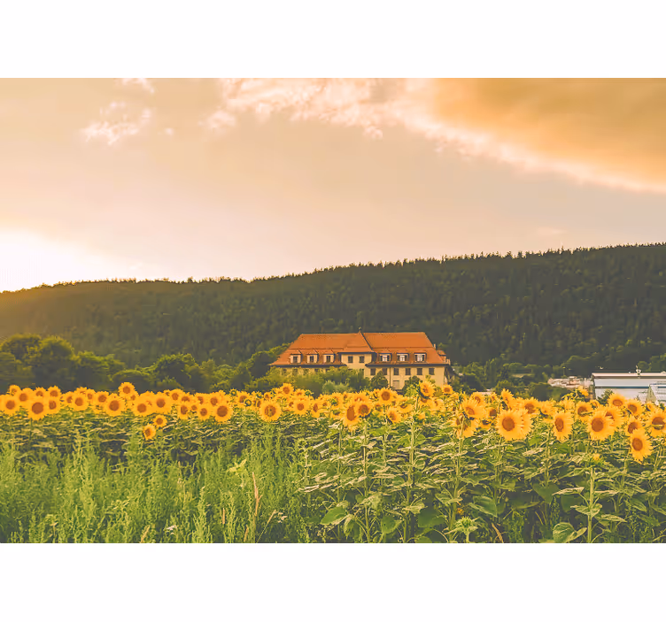 Bedroom roller blind beautiful field of yellow flowers - TenStickers