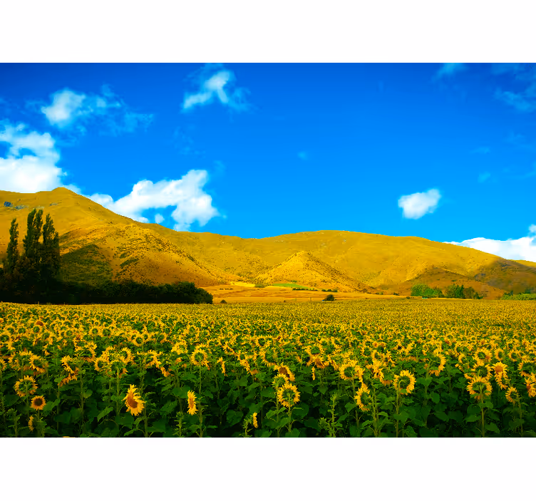 Bedroom roller blind spring landscape with fields - TenStickers