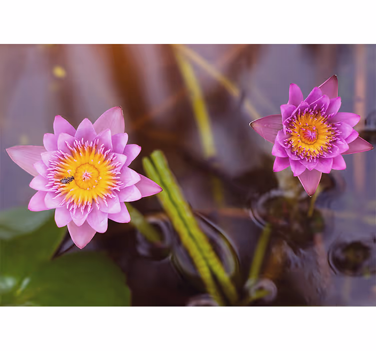 Pink lotus bedroom roller blind - TenStickers