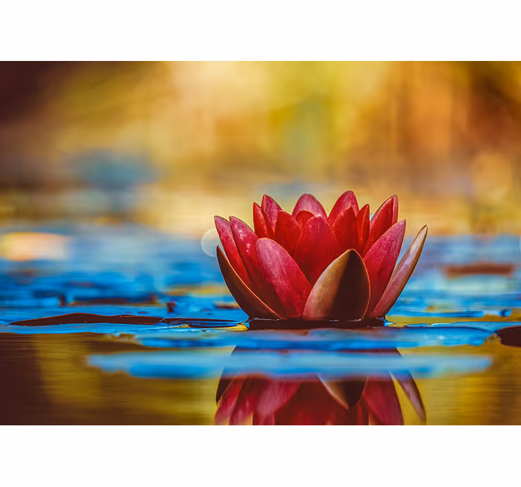 Bedroom roller blind zen reflected lotus flower - TenStickers