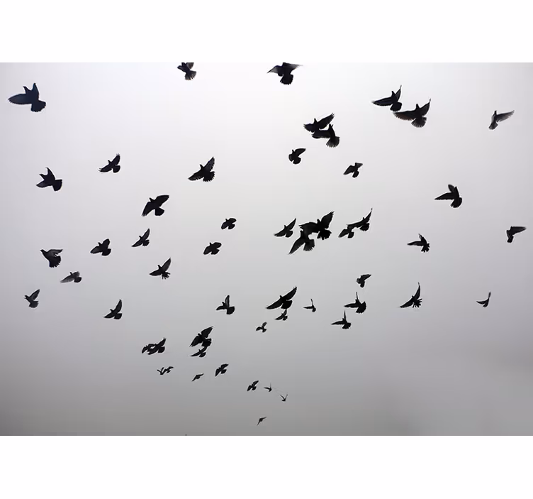 Grey roller blind with a serene bird motif - TenStickers