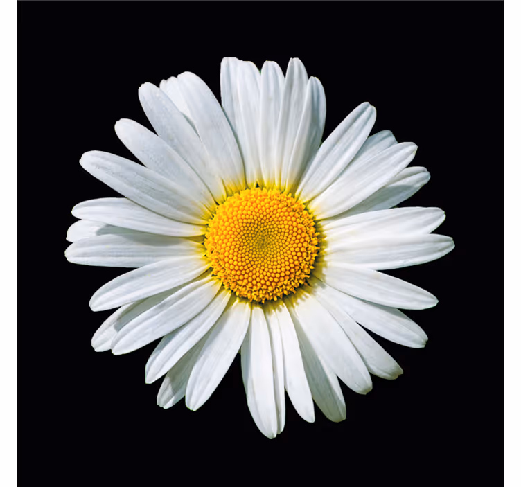 Bedroom roller blind in black and white daisy flower - TenStickers