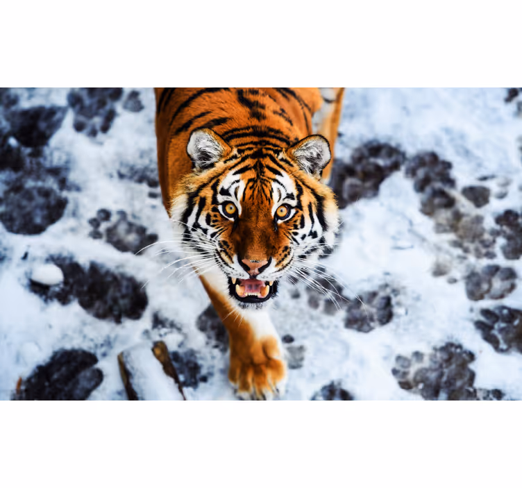 Fierce tiger bedroom roller blind - TenStickers