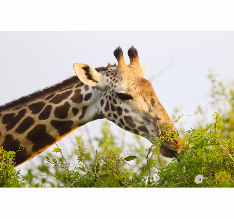Bedroom roller blind with tall giraffe design - TenStickers