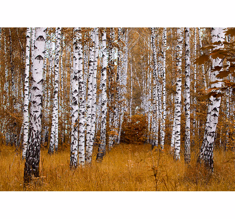 Bedroom roller blind birch trees design - TenStickers