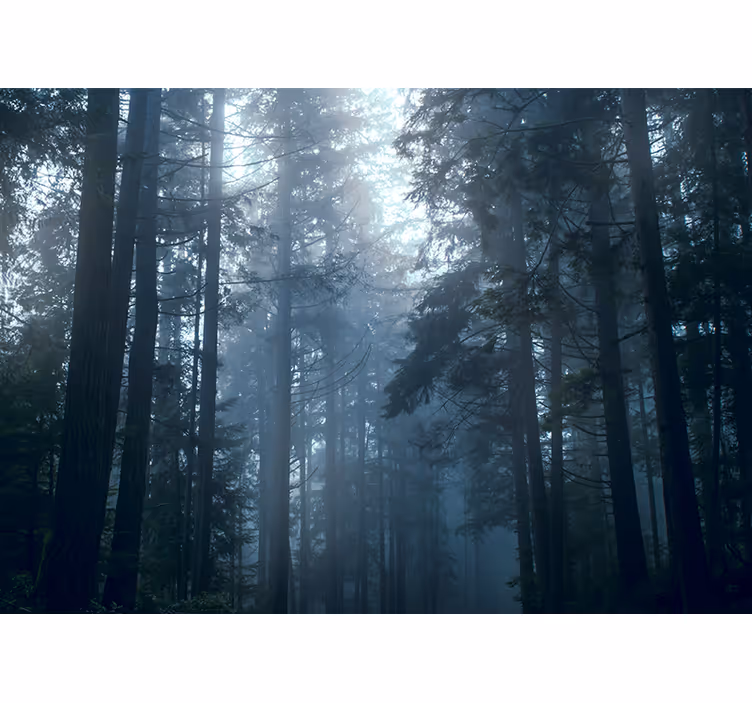 Bedroom roller blind trees in a foggy forest - TenStickers