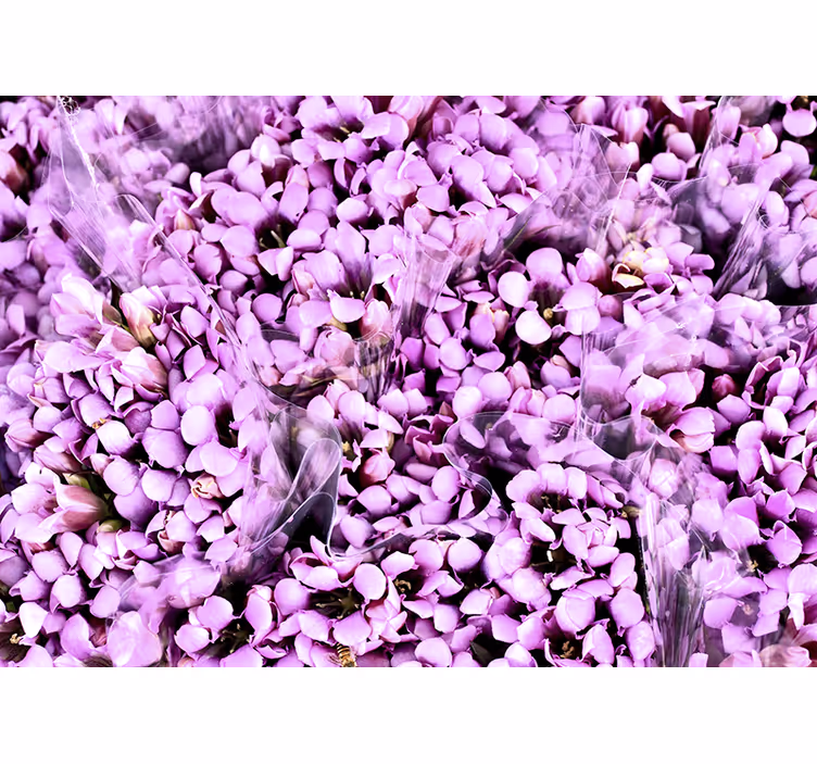 Bedroom roller blind meadow of purple crocus flowers - TenStickers