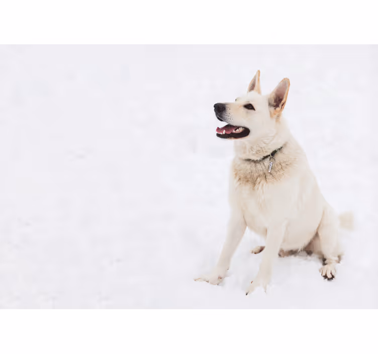 White roller blind husky in the snow - TenStickers