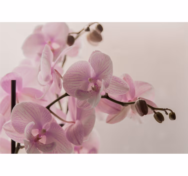 Bedroom roller blind orchid design - TenStickers