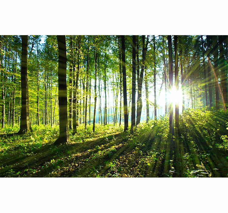 Bedroom roller blind forest landscape with light reflection - TenStickers