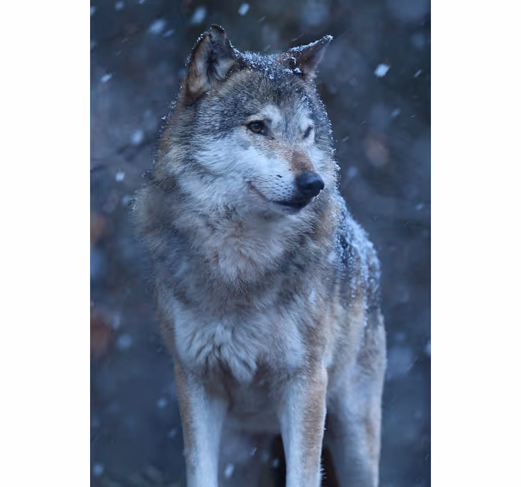 Teenage roller blind wolf in the snow - TenStickers