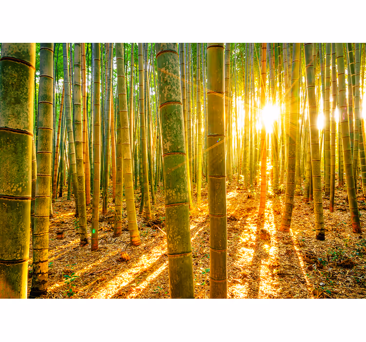 Zen roller blind wallpaper sun and bamboo - TenStickers
