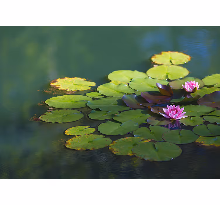 Zen roller blind with two lotus flowers - TenStickers