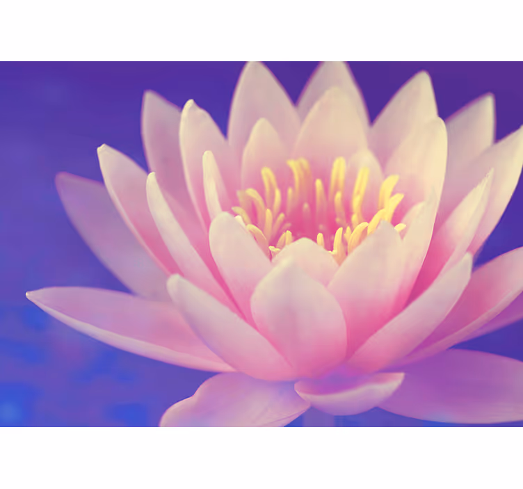 Zen roller blind pink lotus flower - TenStickers