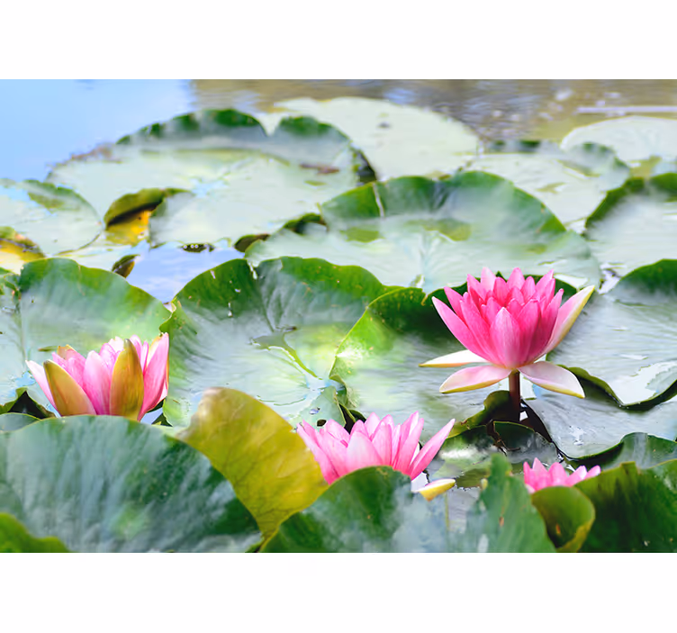 Zen roller blind lined with lotus flowers - TenStickers