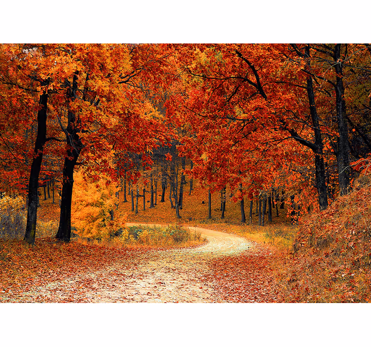 Orange roller blind wallpaper autumn trees - TenStickers