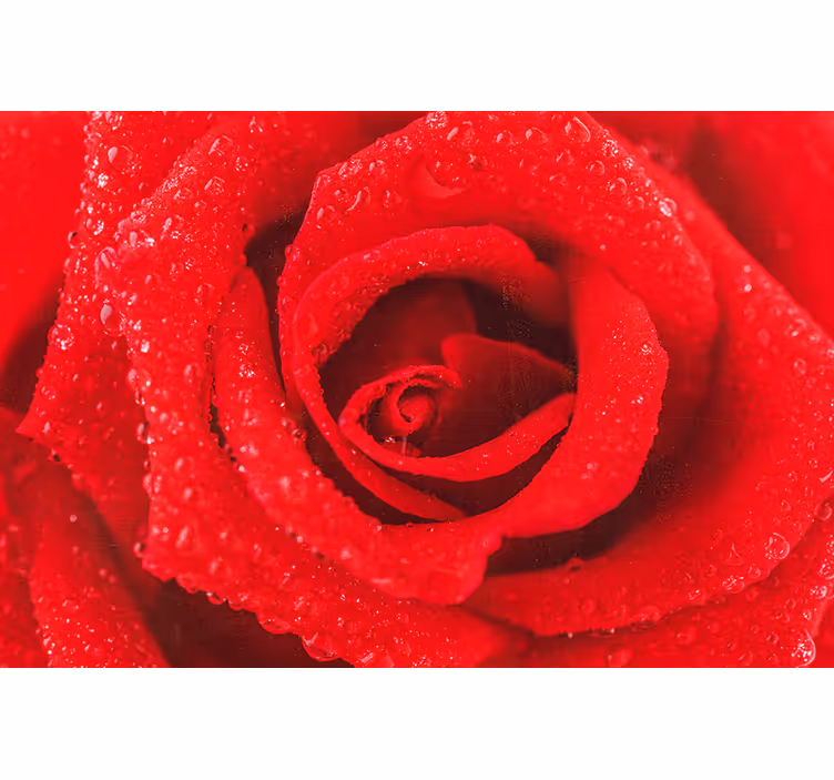 Red roller blind rose blossom - TenStickers
