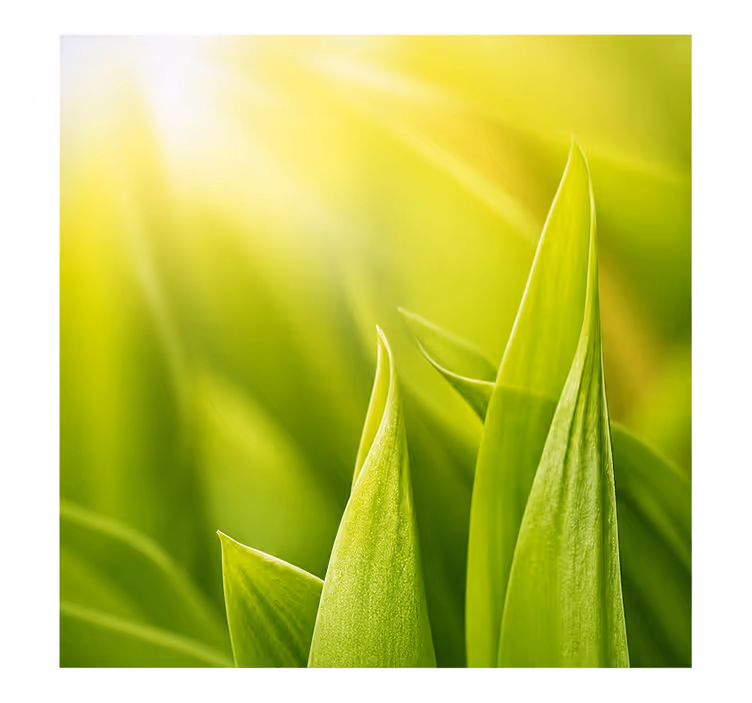 Green roller blind for sunny plant decor - TenStickers
